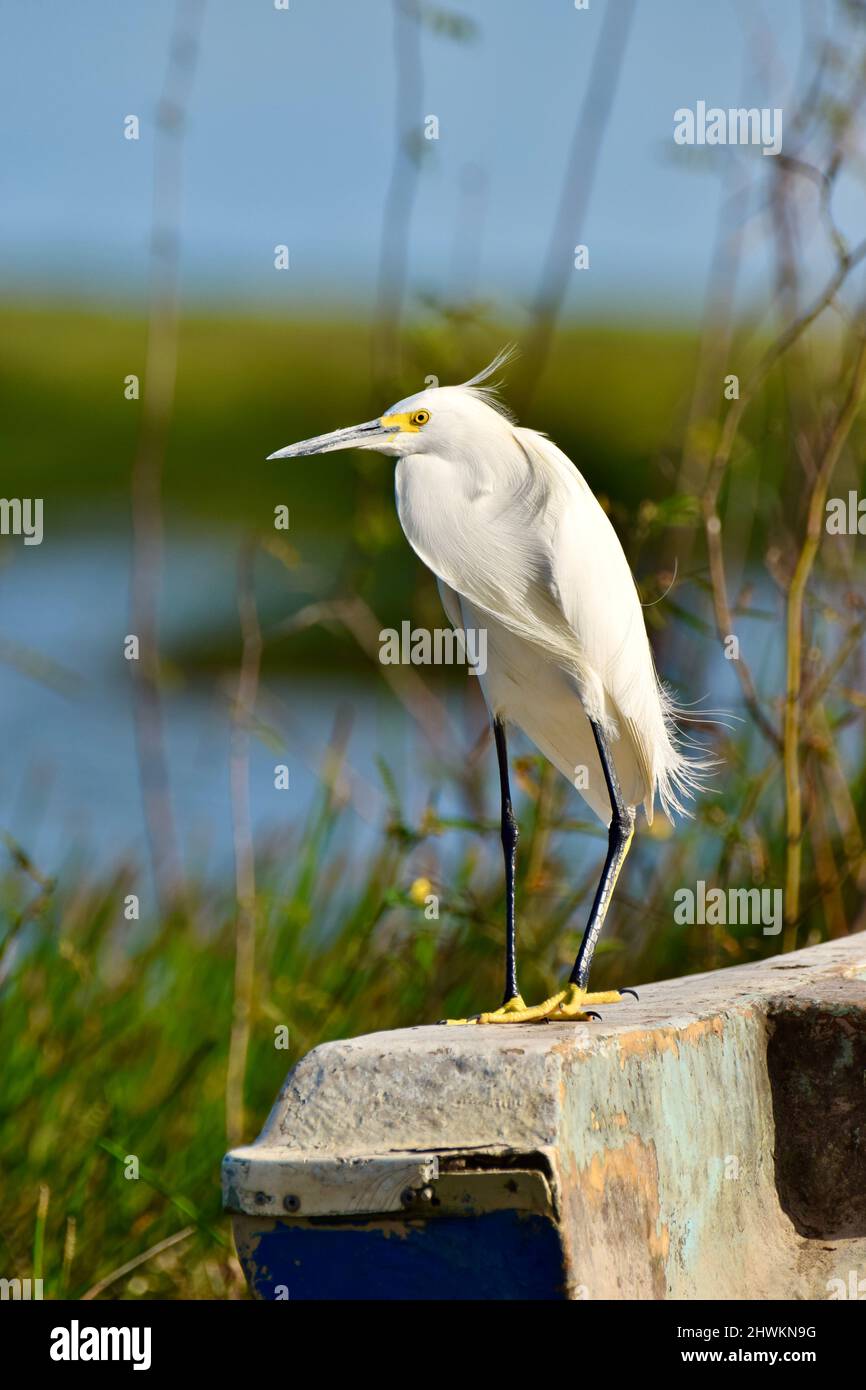 Un Egret Snowy (Egretta thula), da solo e di profilo rivolto a sinistra, con uno sfondo di acqua e erbe, arroccato su una barca a Crooked Tree, Belize. Foto Stock