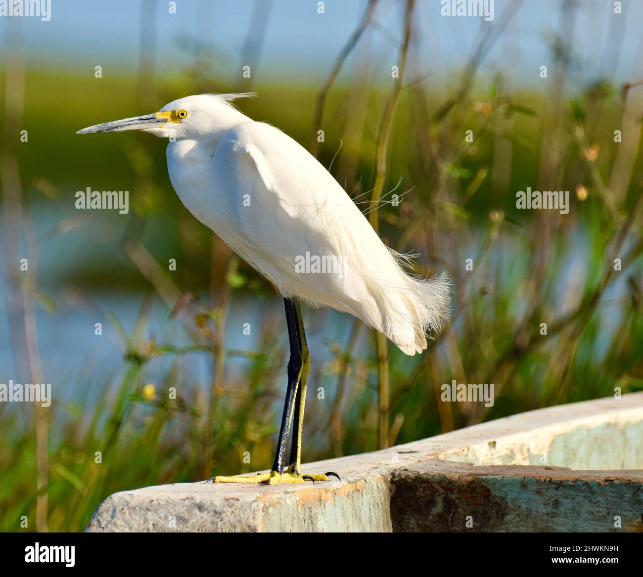 Un Egret Snowy (Egretta thula), da solo e di profilo rivolto a sinistra, con uno sfondo di acqua e erbe, arroccato su una barca a Crooked Tree, Belize. Foto Stock