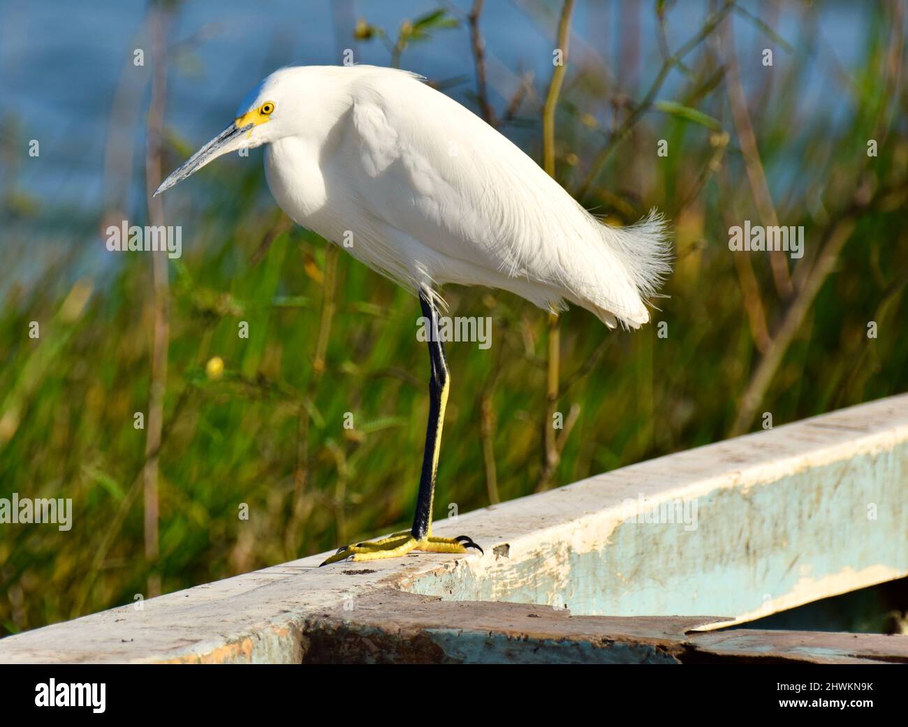 Un Egret Snowy (Egretta thula), da solo e di profilo rivolto a sinistra, con uno sfondo di acqua e erbe, arroccato su una barca a Crooked Tree, Belize. Foto Stock