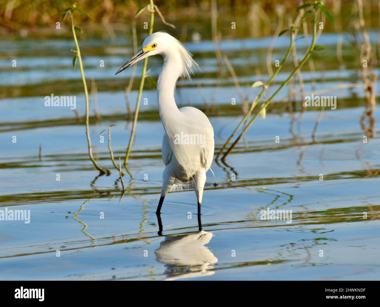 Un Egret Snowy (Egretta thula) che gira nell'acqua, e in parte si riflette nell'acqua, al National Wildlife Sanctuary in Crooked Tree, Belize. Foto Stock