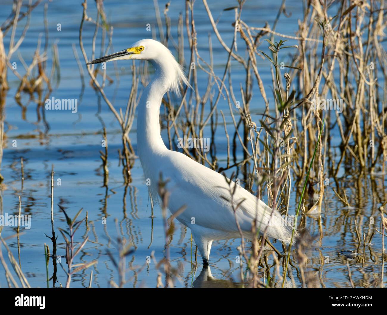 Un Egret Snowy (Egretta thula), in profilo, che guastano nell'acqua e tra le erbe della palude in albero storto, Belize. Foto Stock