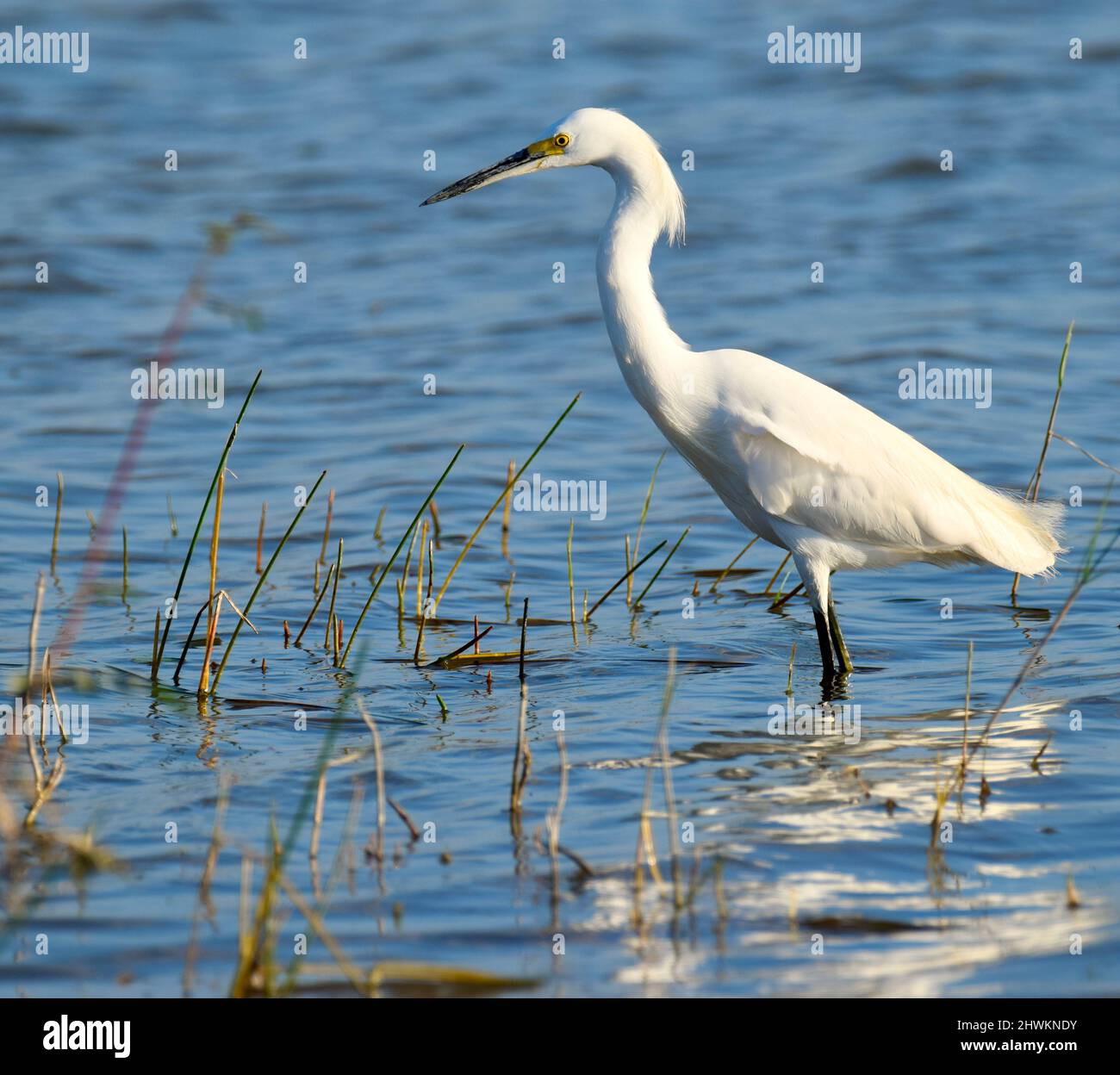 Un Egret Snowy (Egretta thula), in profilo, che guastano nell'acqua e tra le erbe della palude in albero storto, Belize. Foto Stock