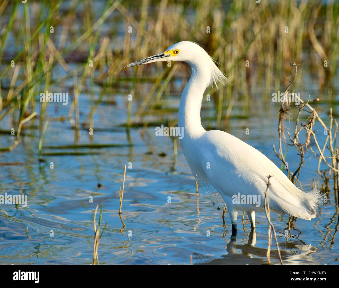 Un Egret Snowy (Egretta thula), in profilo, che guastano nell'acqua e tra le erbe della palude in albero storto, Belize. Foto Stock