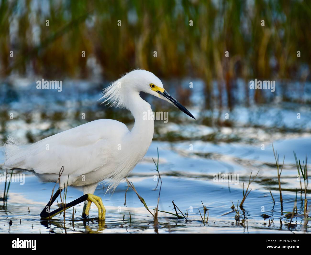 Un Egret Snowy (Egretta thula), con un lungo sollevato, che guado in acqua in albero storto, Belize. Foto Stock