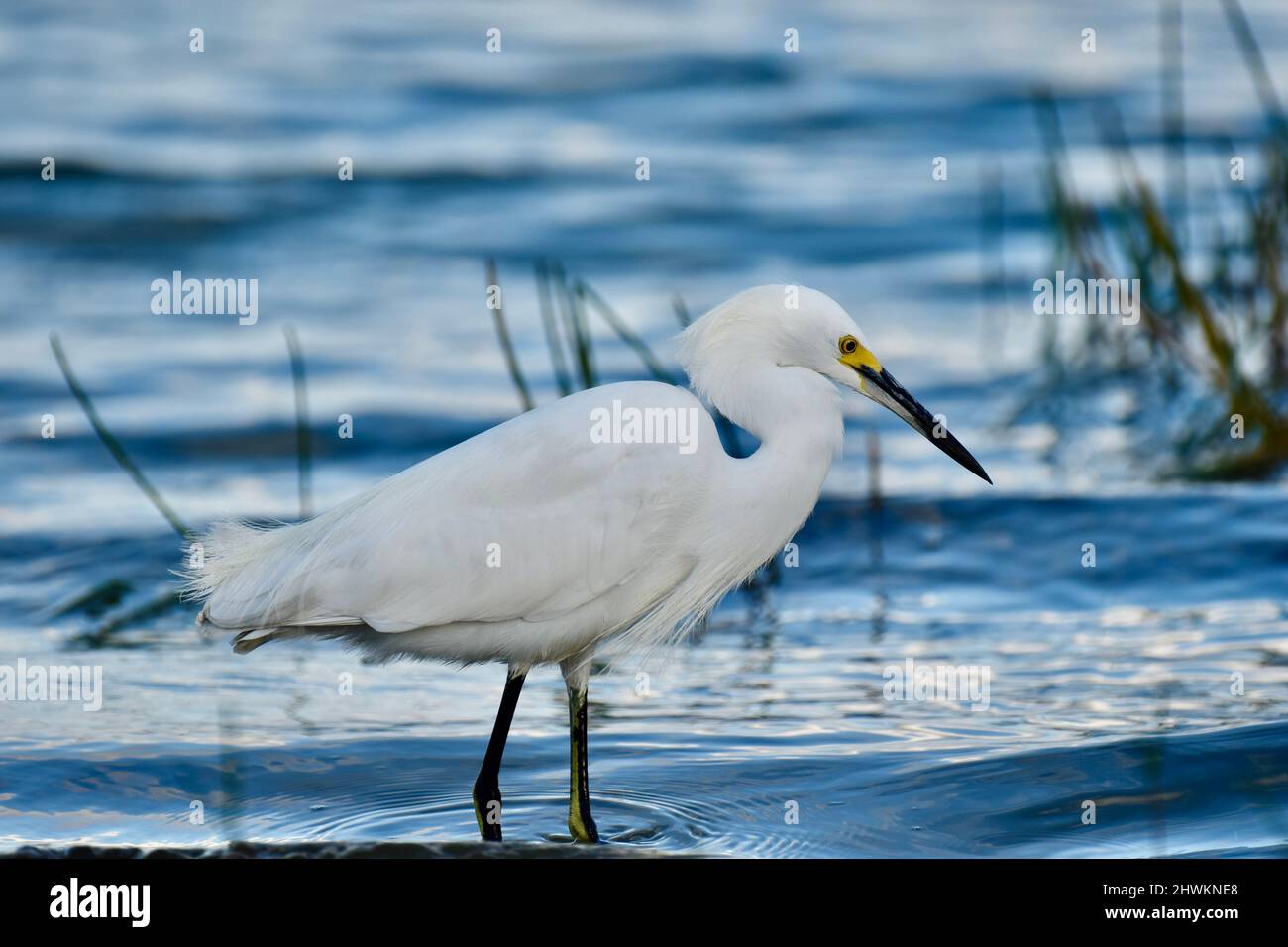 Un Egret Snowy (Egretta thula) che guado in acqua e alla ricerca di cibo a Crooked Tree, Belize. Foto Stock