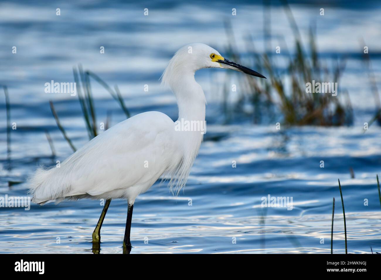 Un Egret Snowy (Egretta thula) che guado in acqua e alla ricerca di cibo a Crooked Tree, Belize. Foto Stock