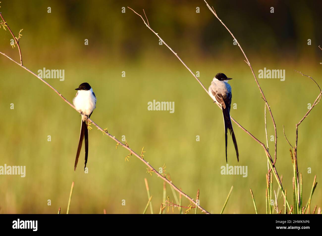 Un paio di Flycatchers a forcella (Tyrannus savana) arroccato su rami con uno sfondo di erba verde in albero storto, Belize. Foto Stock