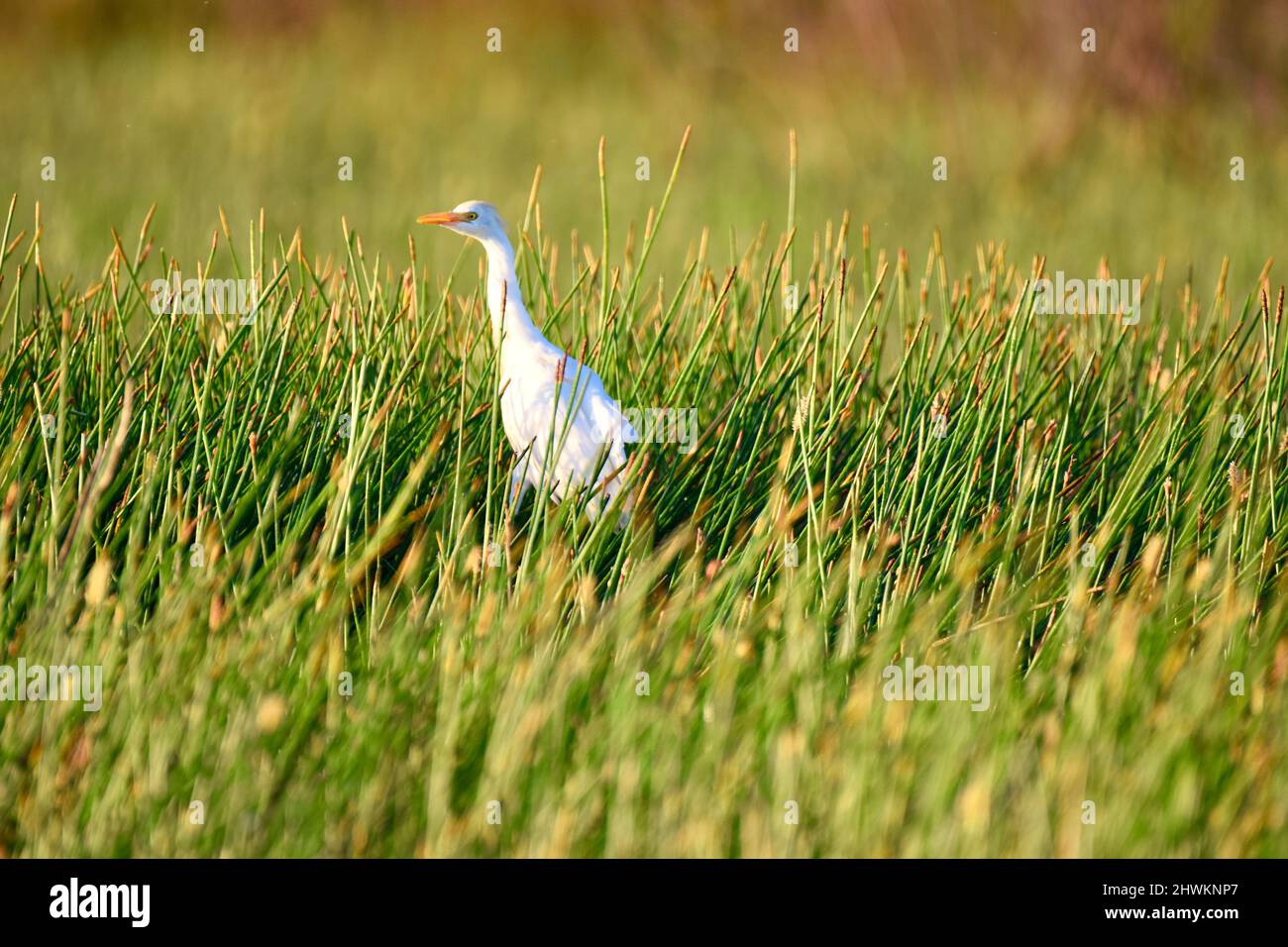 Il Cattle Egret (Bubulcus ibis) si tuffa tra le erbe al mattino presto presso il National Wildlife Sanctuary a Crooked Tree, Belize. Foto Stock