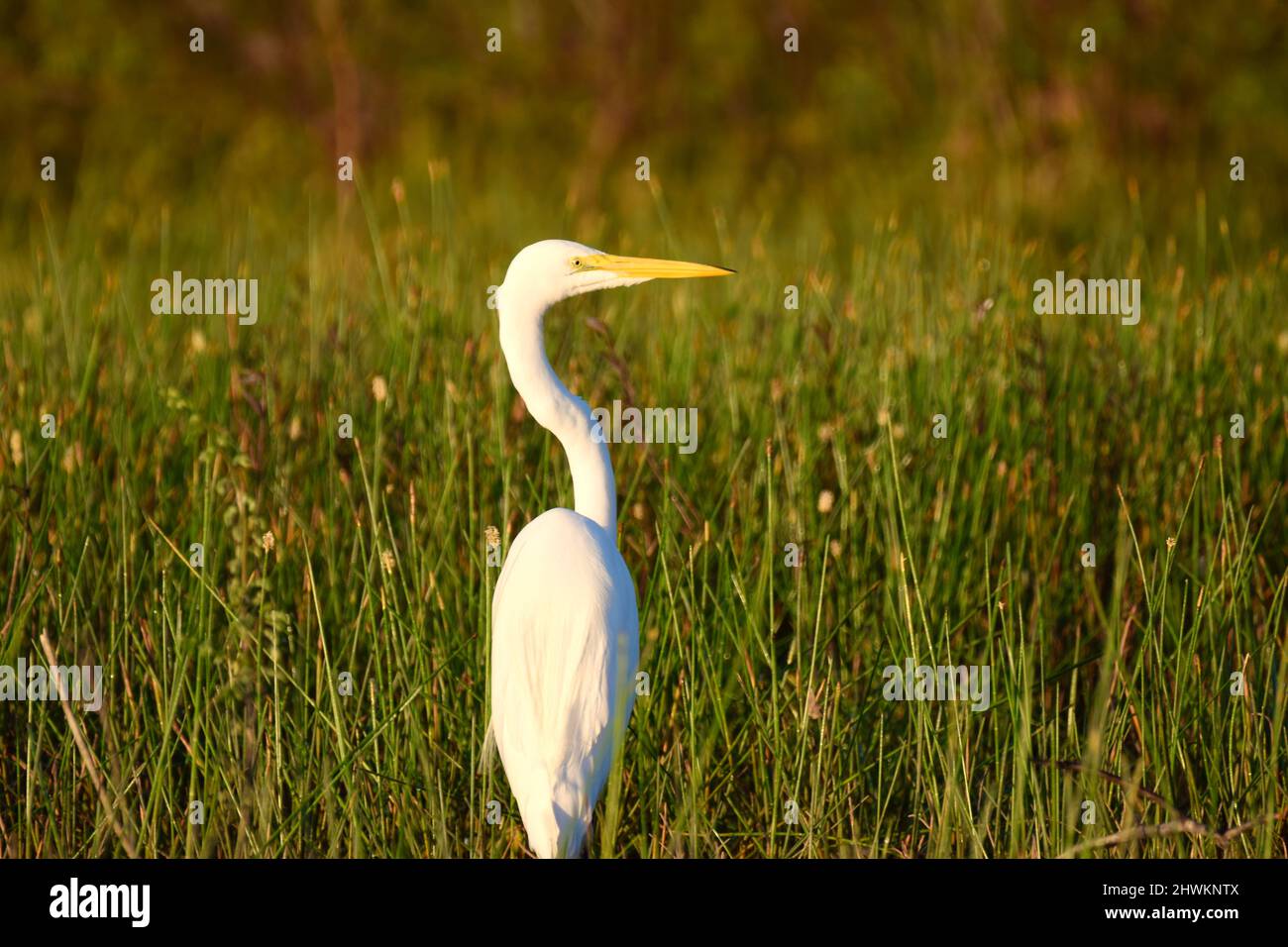 Un grande Egret (Ardea alba), noto anche come comune egret o grande egret, di profilo, tra l'erba in albero storto, Belize. Foto Stock