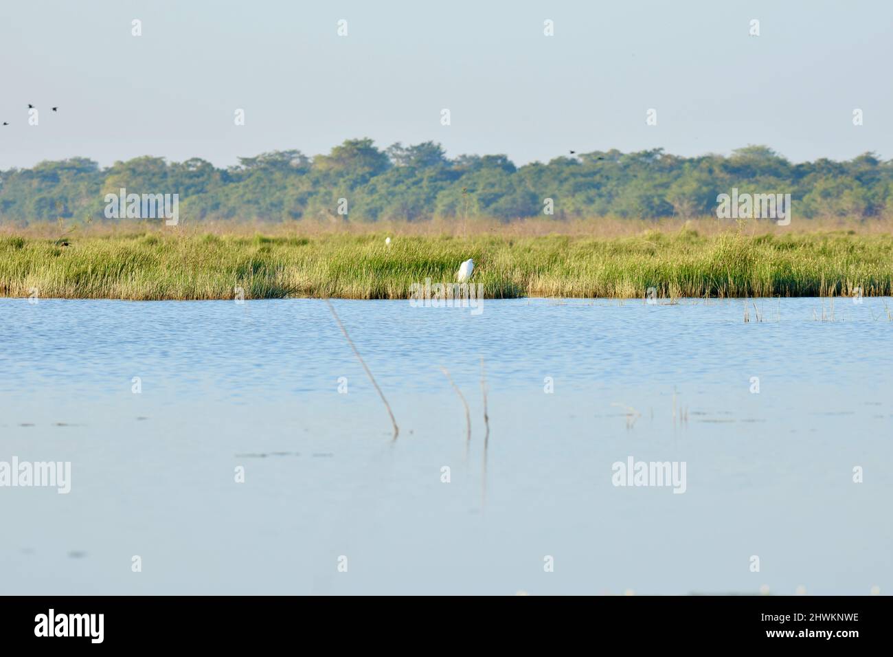 Il National Wildlife Sanctuary in Crooked Tree, Belize in tutta la sua gloria all'alba. Foto Stock