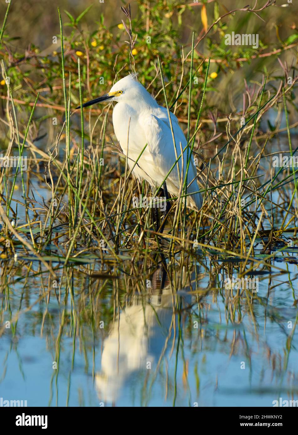 Un soleggiato Egret Snowy (Egretta thula) si riflette nell'acqua e tra le erbe in albero storto, Belize. Foto Stock