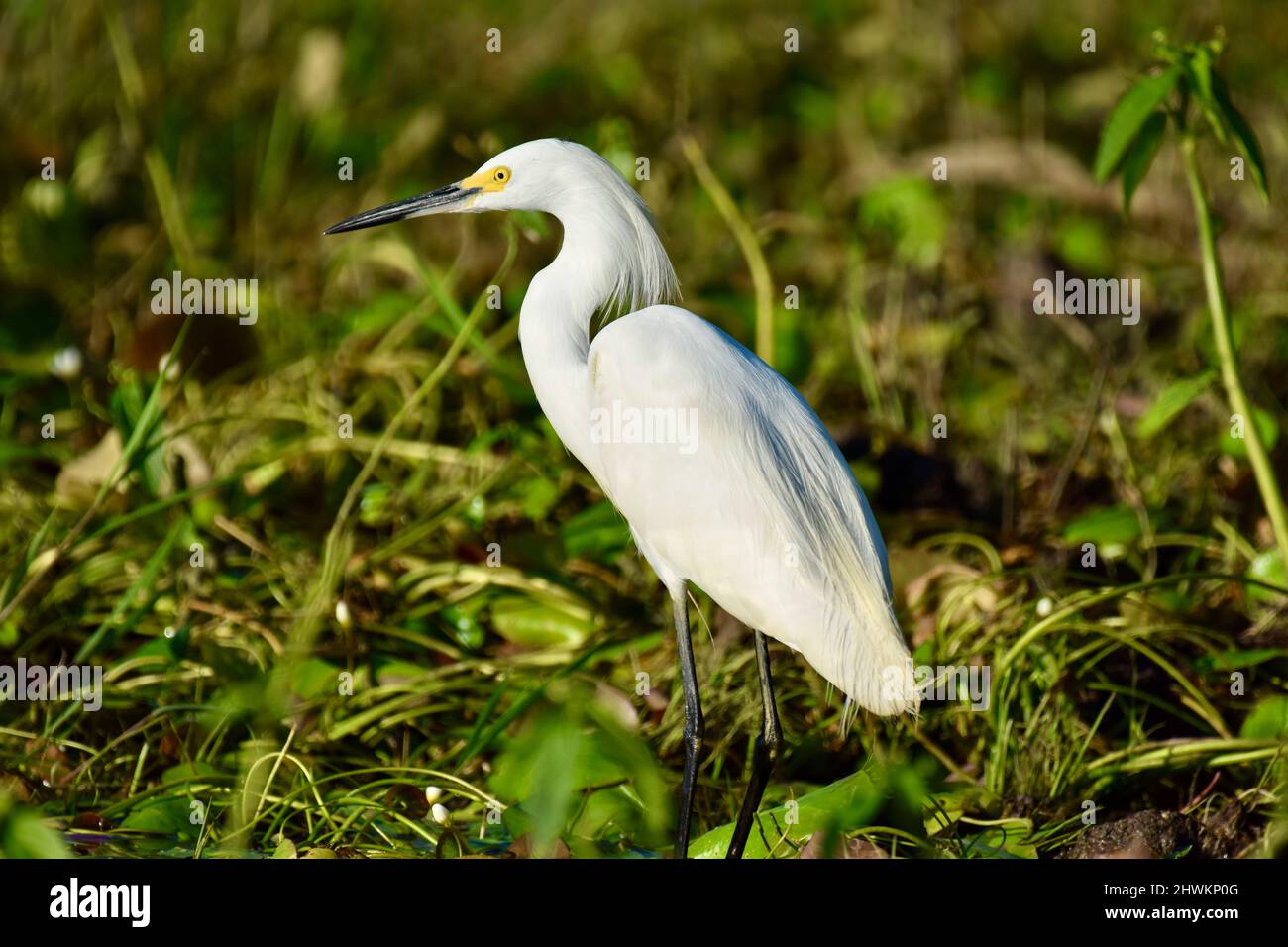 Un Egret neve (Egretta thula) che guado in acqua tra le ninfee e alla ricerca di cibo in albero storto, Belize. Foto Stock