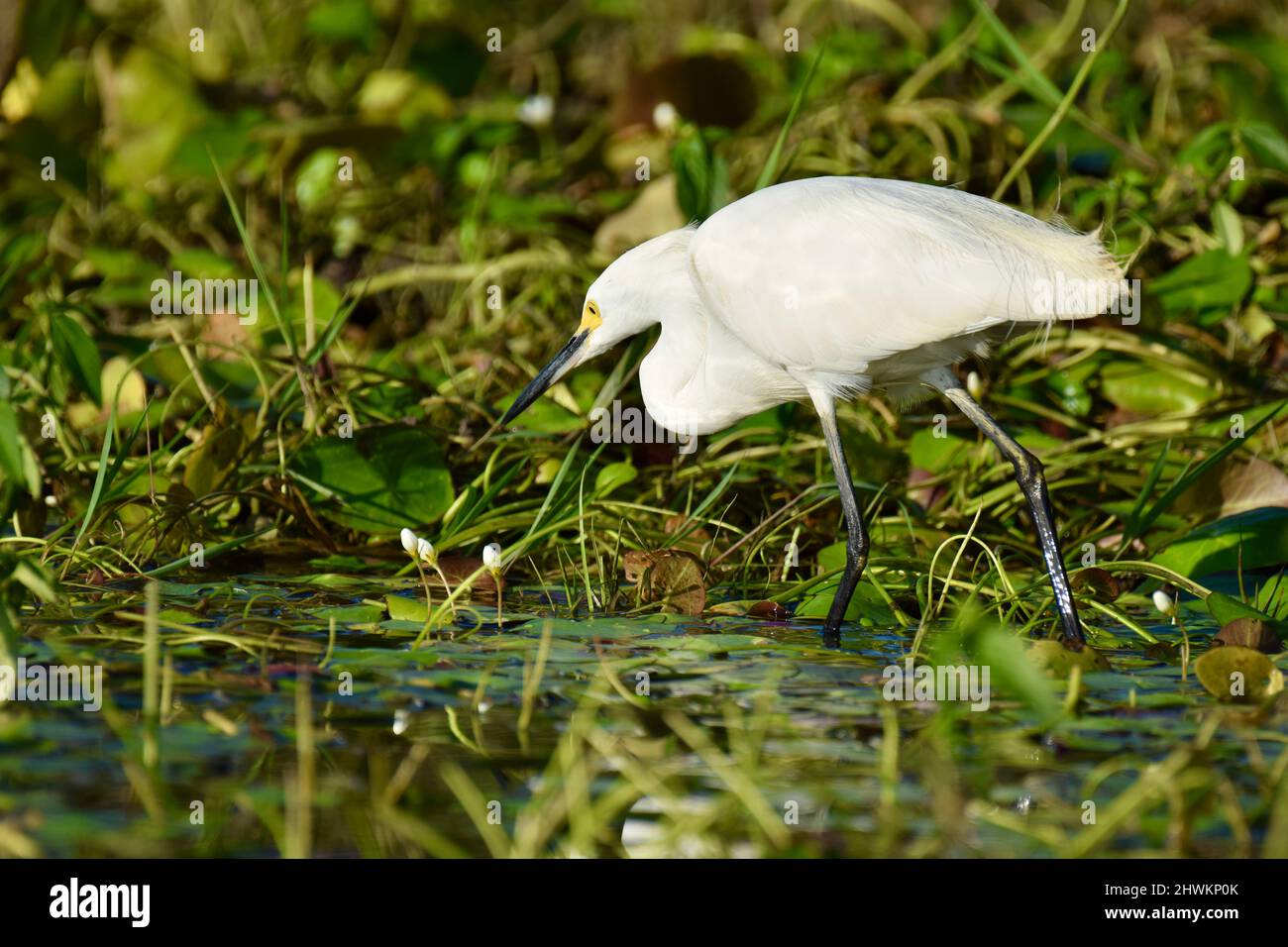 Un Egret Snowy (Egretta thula) in cerca di cibo in acqua al National Wildlife Sanctuary in Crooked Tree, Belize. Foto Stock