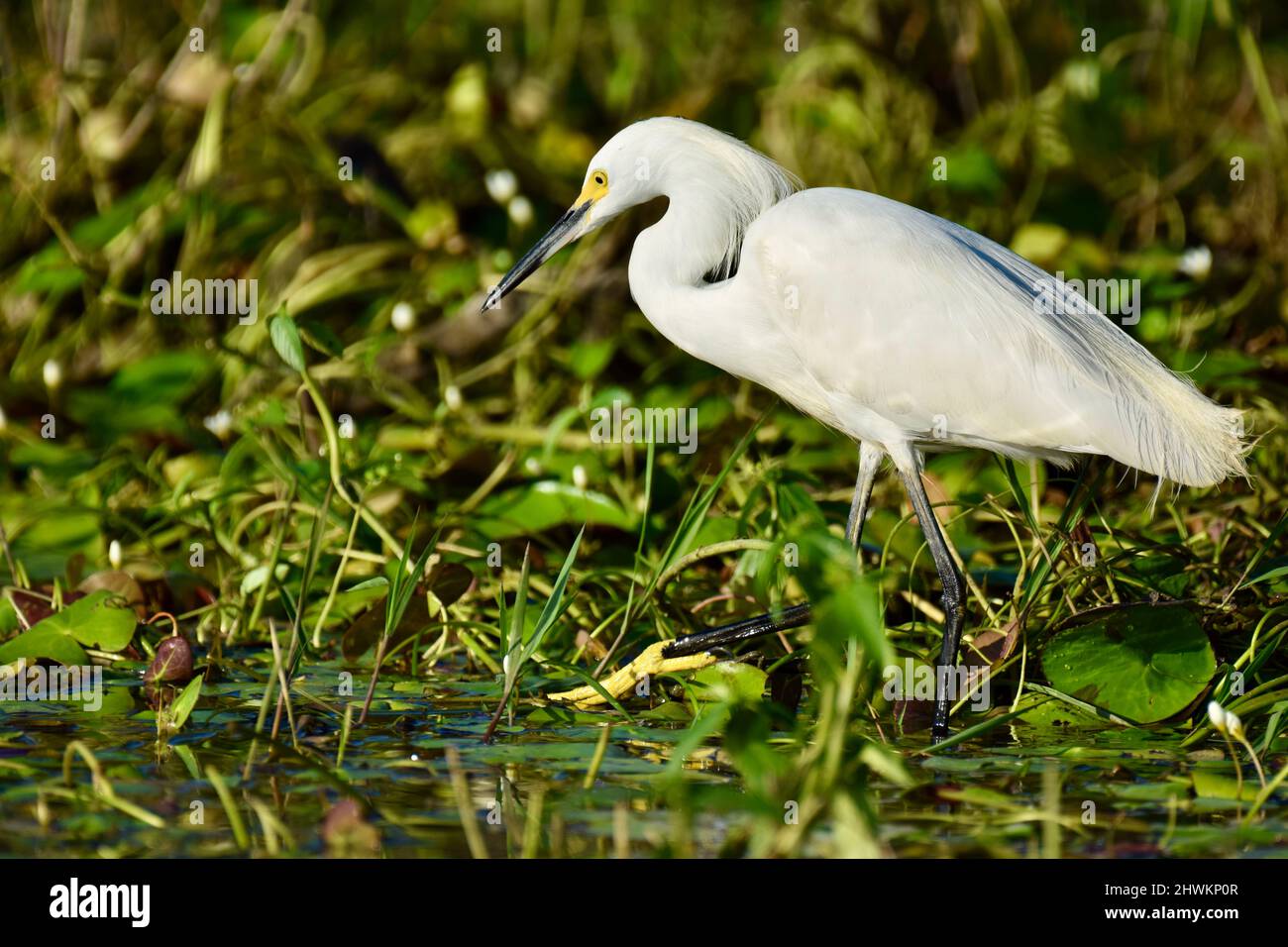 Un Egret neve (Egretta thula) che guado in acqua tra le ninfee e alla ricerca di cibo in albero storto, Belize. Foto Stock