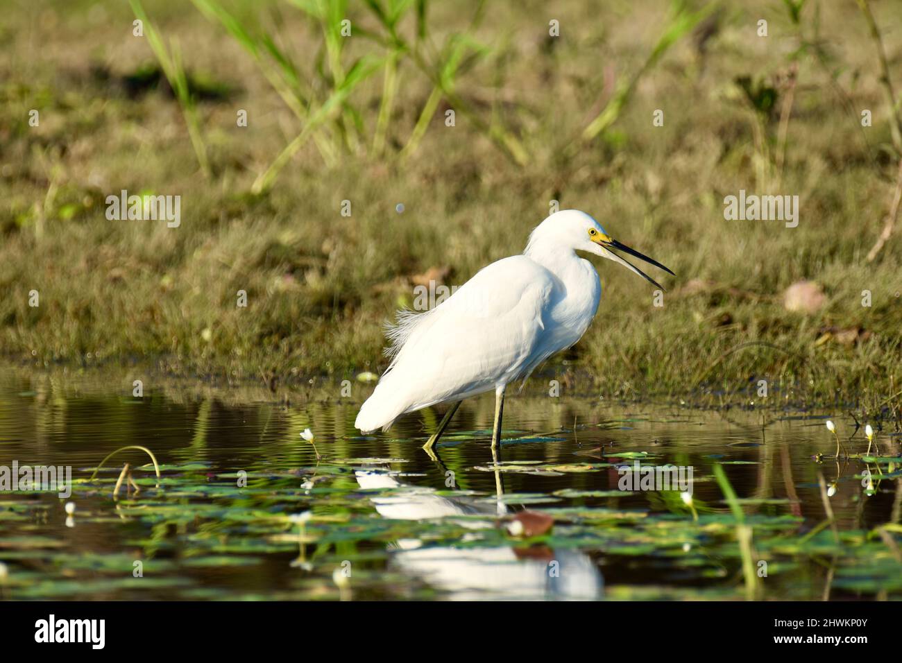 Un Egret Snowy (Egretta thula) in acqua, tra le ninfee, con il suo becco aperto in albero storto, Belize. Foto Stock