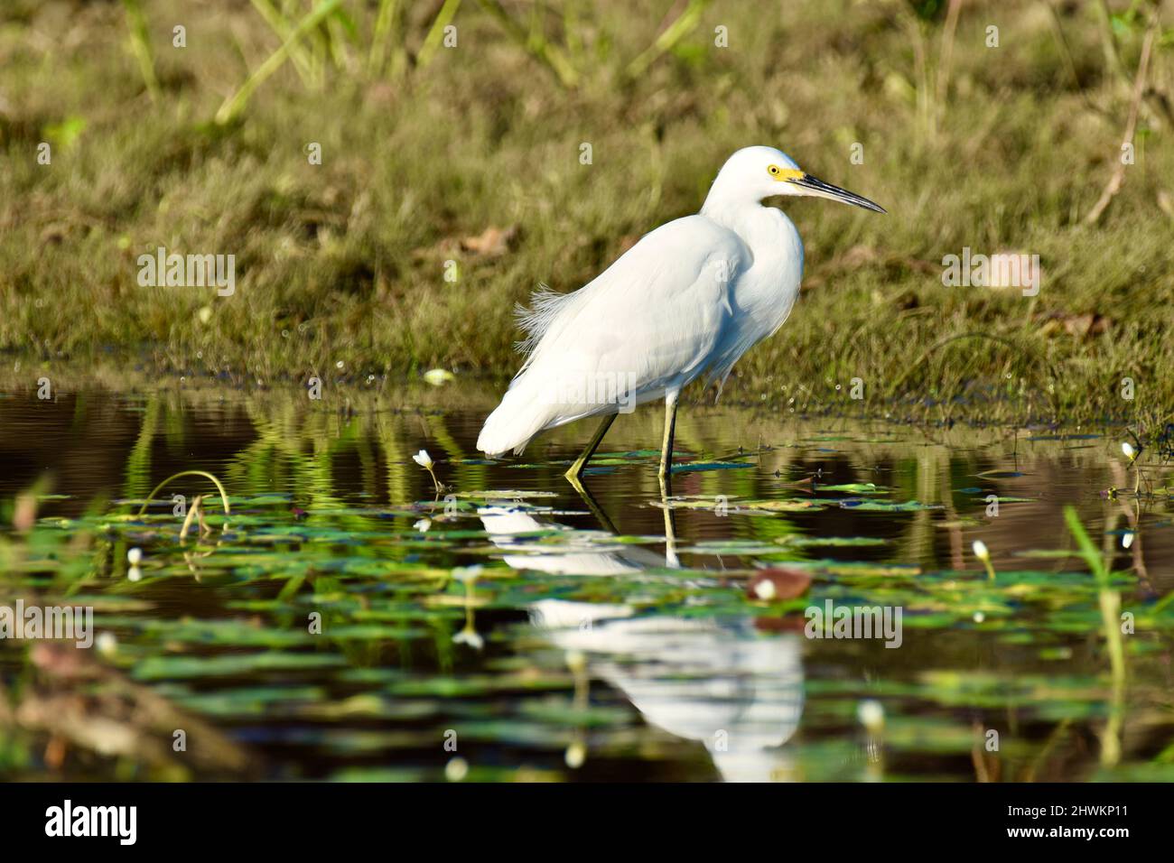 Un Egret neve (Egretta thula) che guado in acqua tra le ninfee e alla ricerca di cibo in albero storto, Belize. Foto Stock