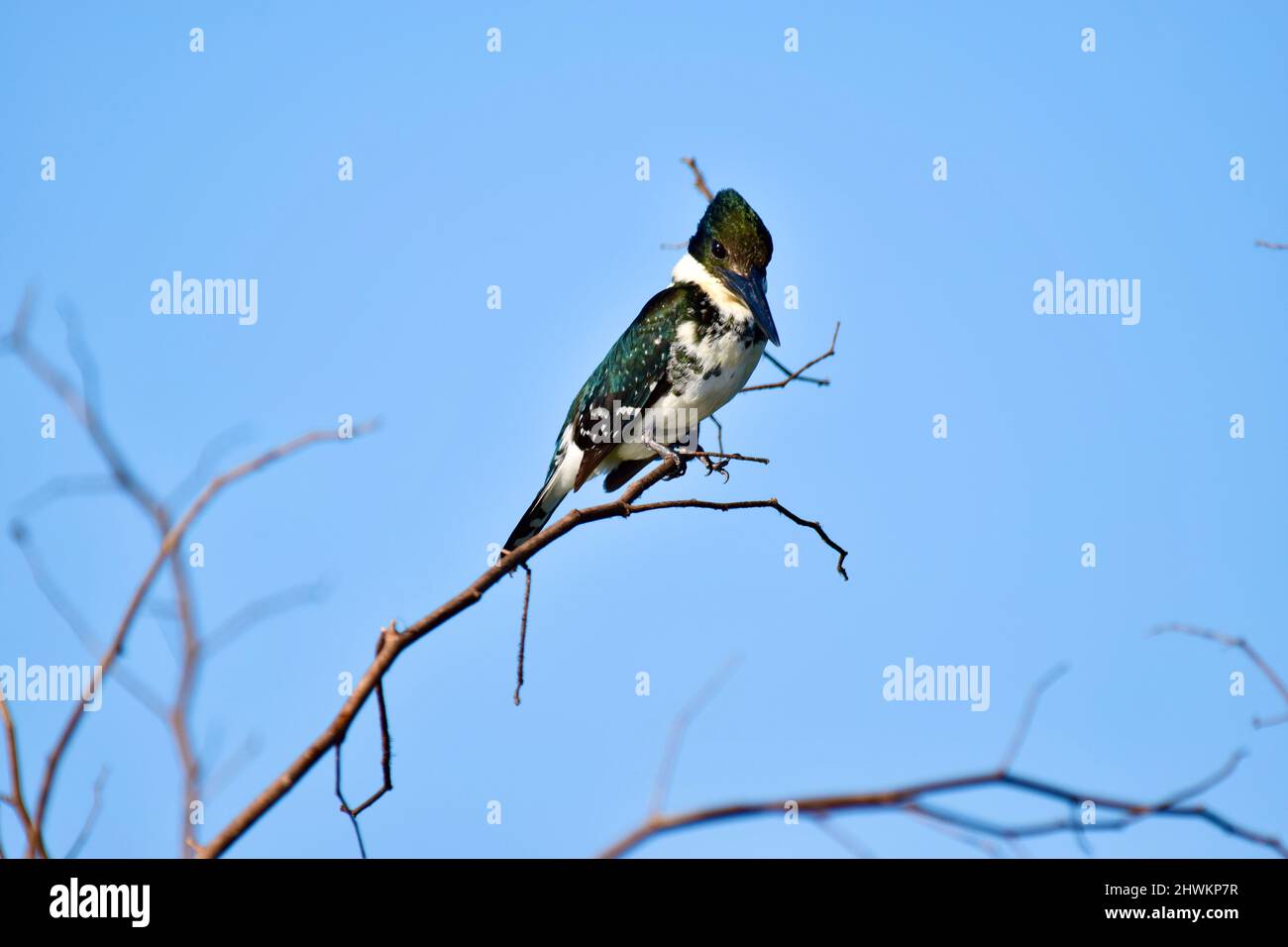 Il Martin pescatore Lone Green (Chloroceryle americana) arroccato su un ramo, contro il cielo blu, al National Wildlife Sanctuary in Crooked Tree, Belize. Foto Stock