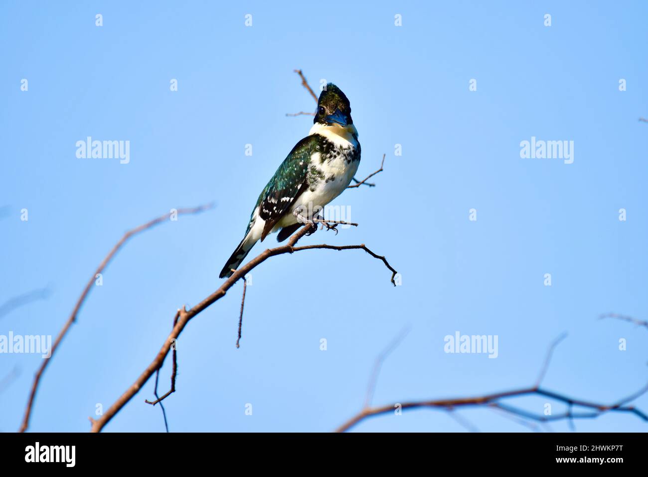 Il Martin pescatore Lone Green (Chloroceryle americana) arroccato su un ramo, contro il cielo blu, al National Wildlife Sanctuary in Crooked Tree, Belize. Foto Stock