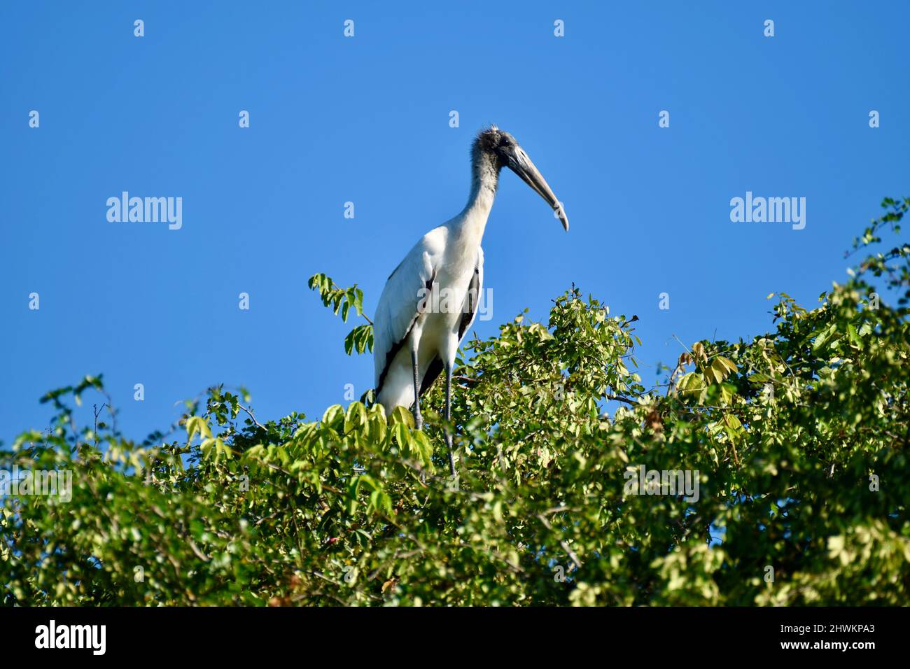 Una cicogna di legno soleggiato (Mycteria americana) arroccata sulla sommità di un albero in albero storto, Belize. Foto Stock