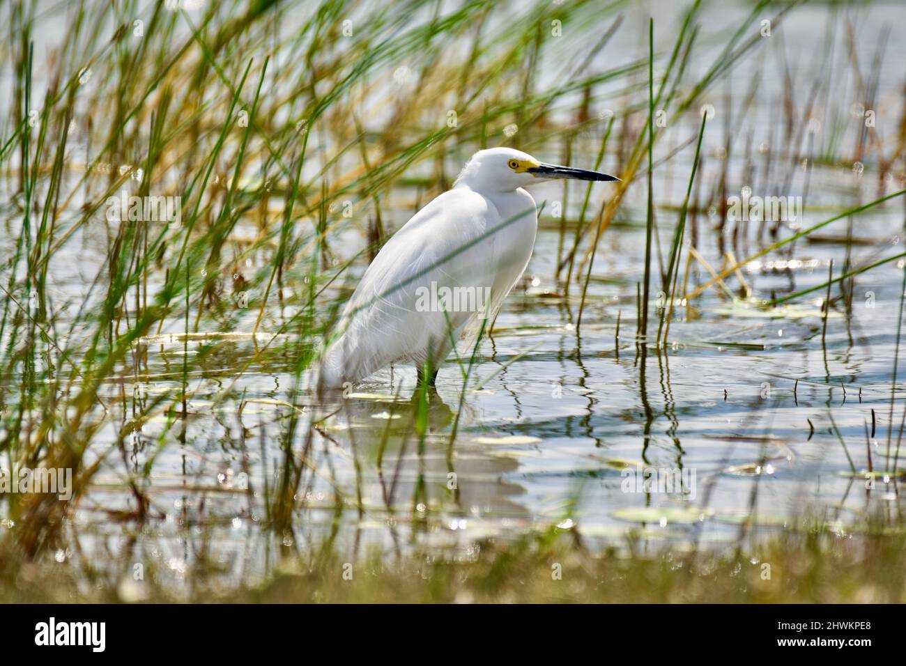 Un Egret Snowy (Egretta thula), in profilo, al National Wildlife Sanctuary in Crooked Tree, Belize. Foto Stock