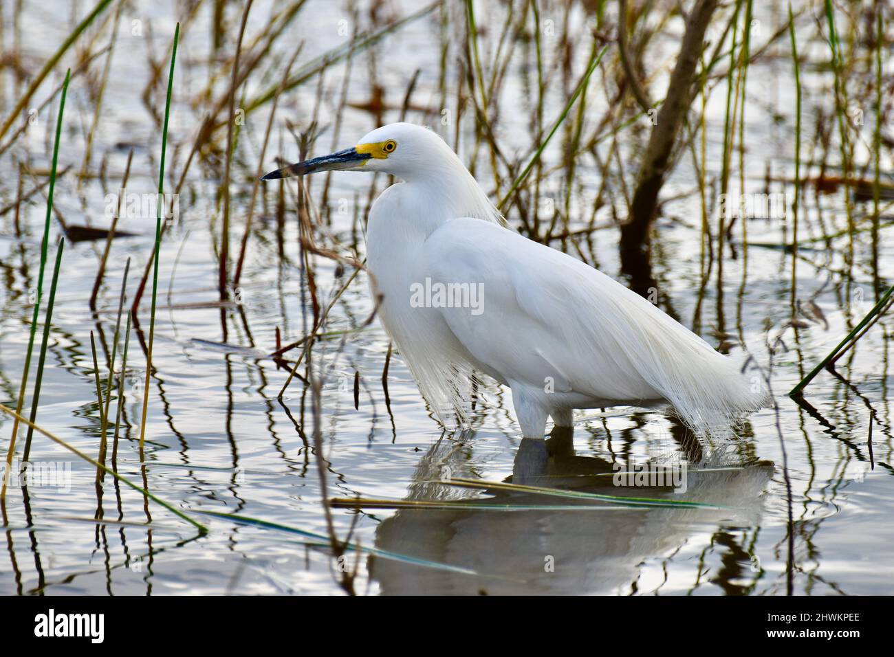 Un Egret Snowy (Egretta thula), in profilo, al National Wildlife Sanctuary in Crooked Tree, Belize. Foto Stock