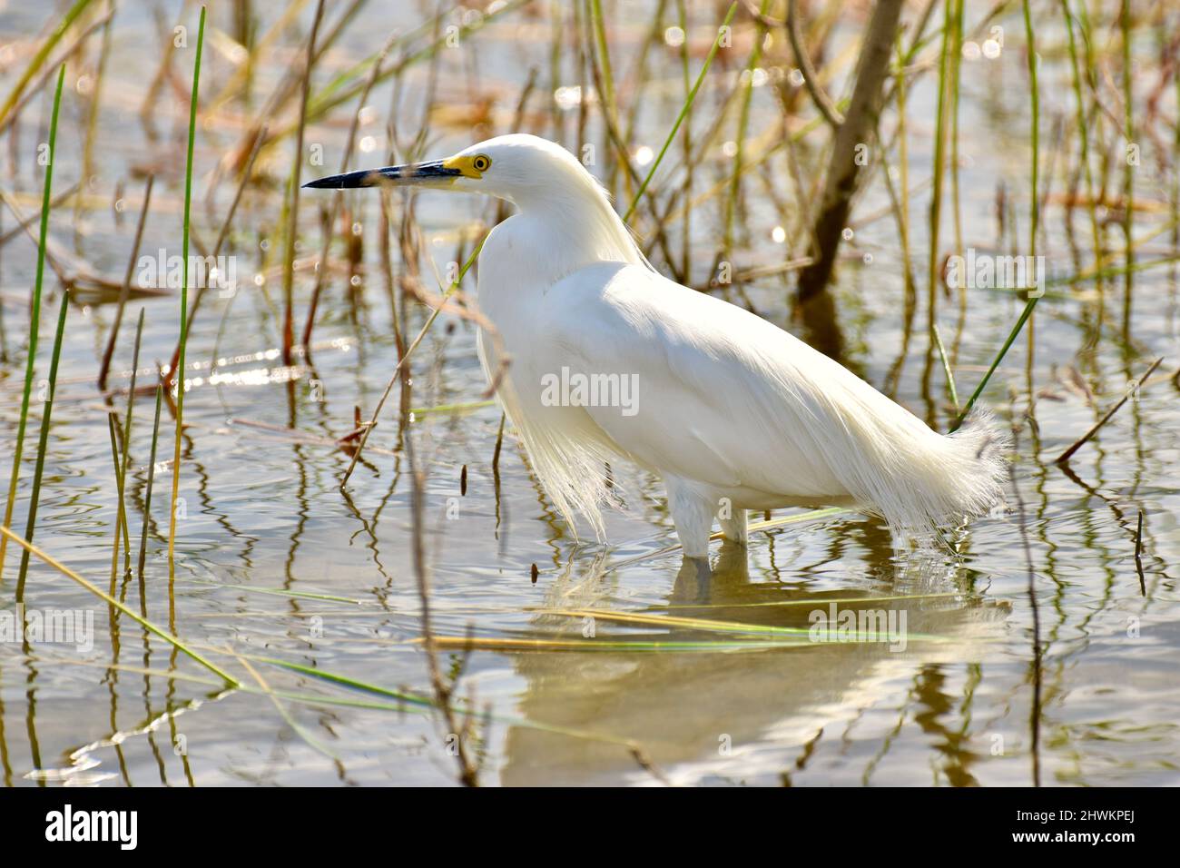 Un Egret Snowy retroilluminato (Egretta thula) in acqua al National Wildlife Sanctuary in Crooked Tree, Belize. Foto Stock