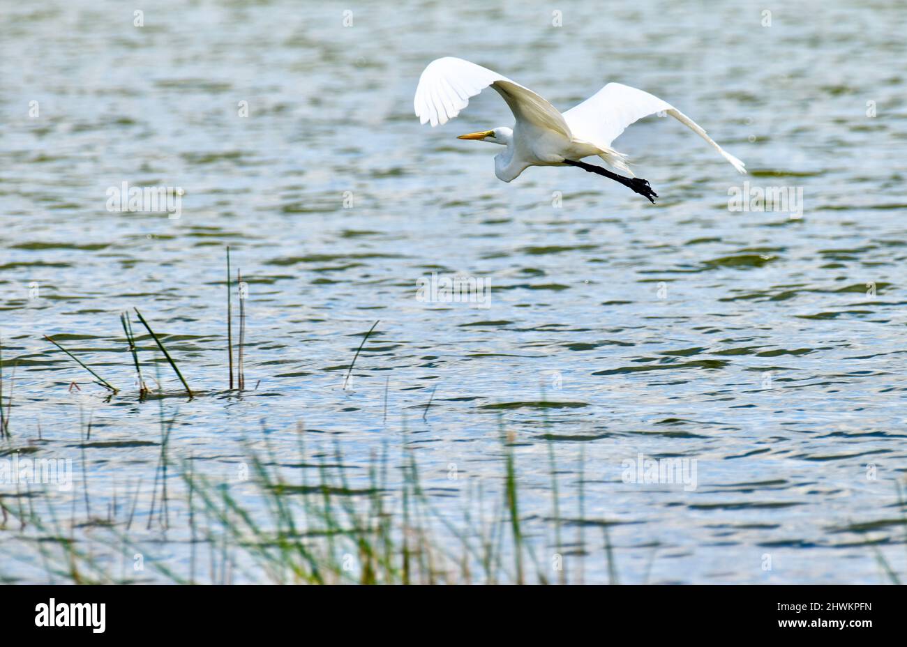 Un grande egretto (Ardea alba) in volo sull'acqua, il simbolo ufficiale della Società Nazionale Audubon. Foto Stock