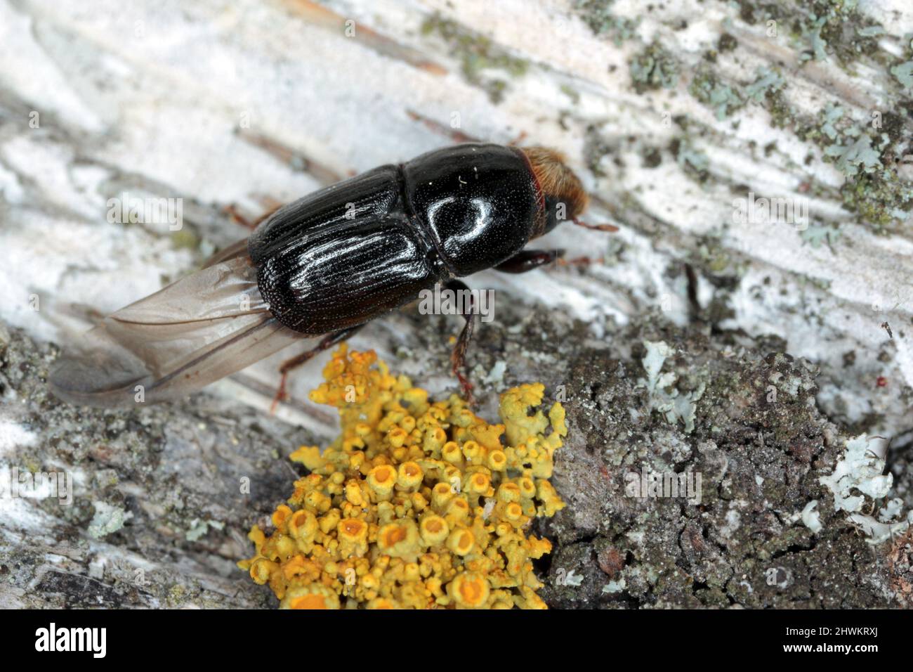 Alburno di betulla (Scolytus ratzeburgi) su corteccia di betulla. Foto Stock