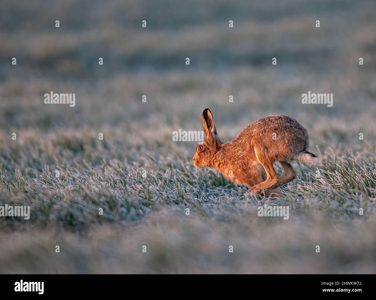 In una mattinata fredda e gelida . Una Lepre marrone , evidenziata dall'alba , che attraversa il campo congelato del grano. Suffolk. REGNO UNITO Foto Stock