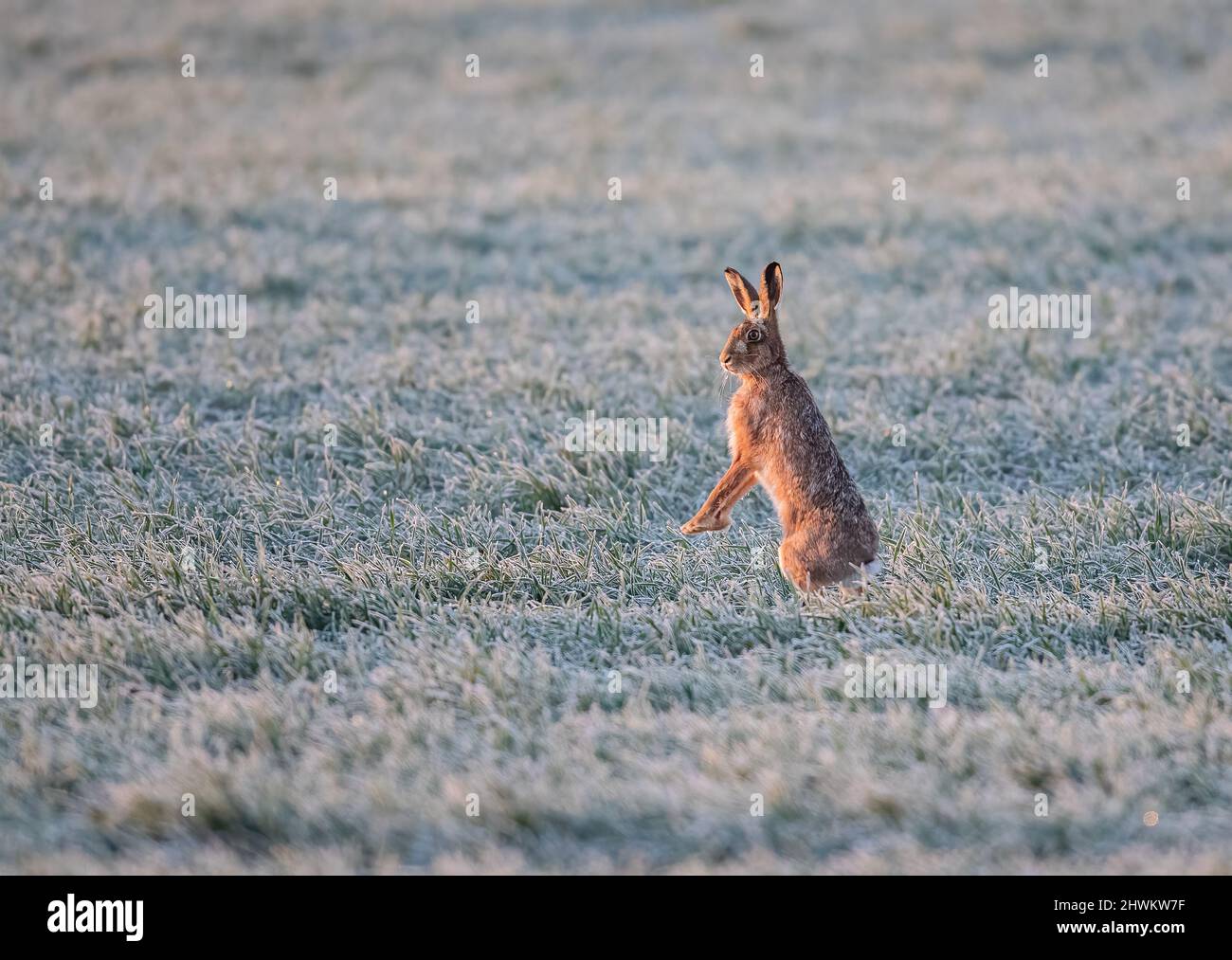 In una mattinata fredda e gelida . Una Lepre marrone , in piedi sulle gambe posteriori , evidenziata dall'alba , nel campo congelato del grano. Suffolk. REGNO UNITO Foto Stock