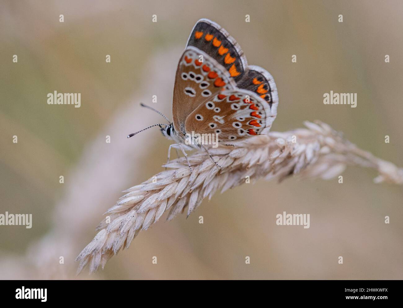 Una farfalla di Argus marrone, che mostra la sua parte inferiore , arroccata su un gambo di erba sul bordo di un giro di bosco. Suffolk, Regno Unito. Foto Stock