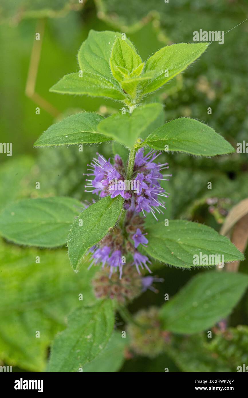 Una pianta di grano selvaggia con il suo fiore di fiori di colore lilla (Mennha arvensis) che cresce accanto ad un laghetto . Suffolk, Regno Unito Foto Stock