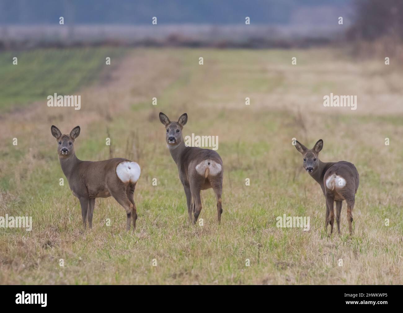 Si abbassa . Tre cervi di Roe di fronte alla macchina fotografica, ma mostrando le loro basi su terreni agricoli nelle Fens . Due fa e un buck. Cambridgeshire, Regno Unito Foto Stock