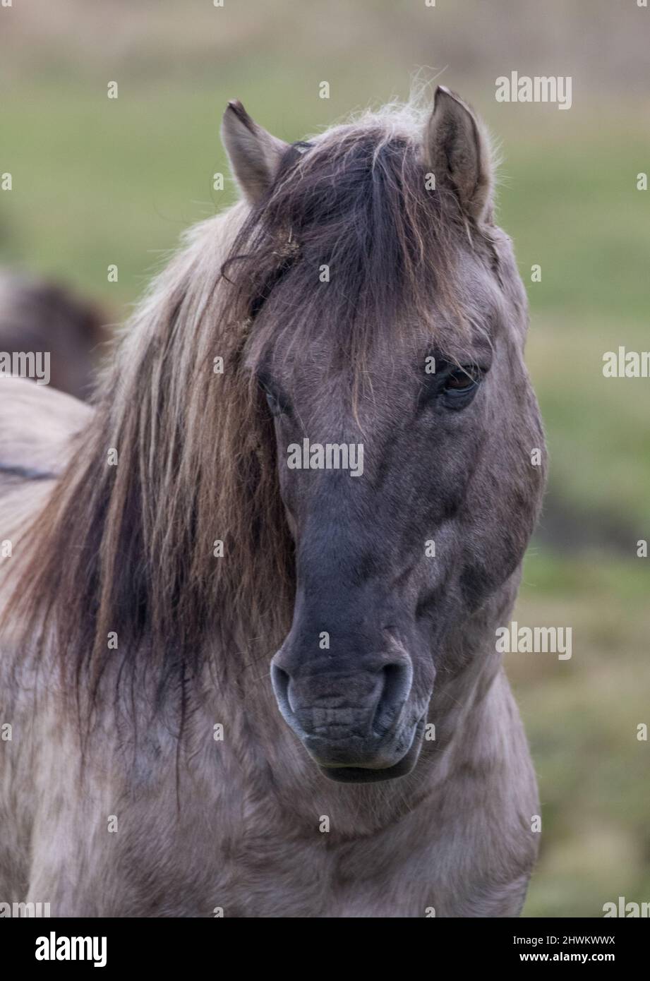 Un primo piano di un pony Konik libero e difficile da roaming. Questa razza antica è utilizzata per la creazione di habitat e la conservazione pascolo in Fens, Regno Unito Foto Stock