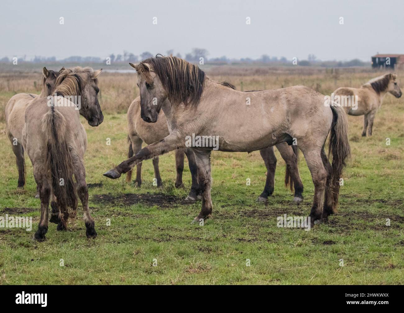 Uno stallone Konik che interagisce con un mare , che mostra il comportamento di corteggiamento. Antica razza di pony hardy usato per habitat creation.The Fens UK Foto Stock