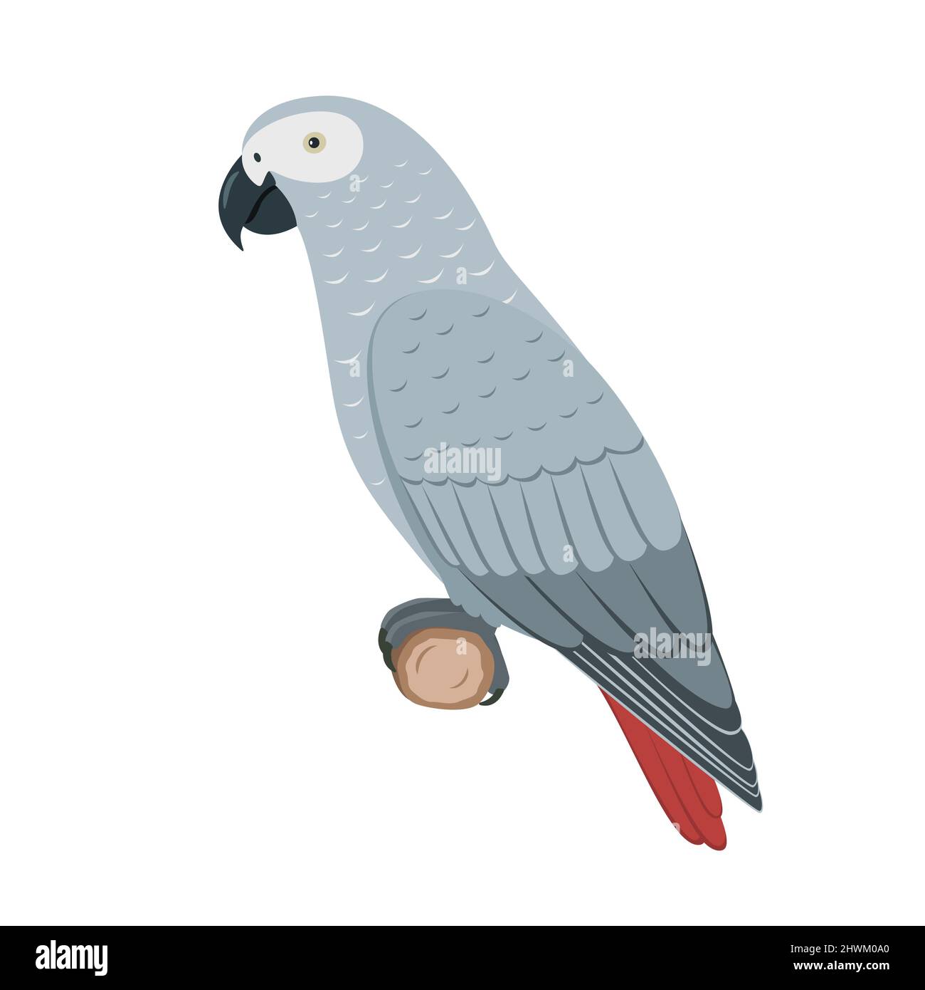 Pappagallo Jaco. Illustrazione vettoriale di un pappagallo africano jaco grigio isolato su sfondo bianco. Vista laterale, profilo. Illustrazione Vettoriale