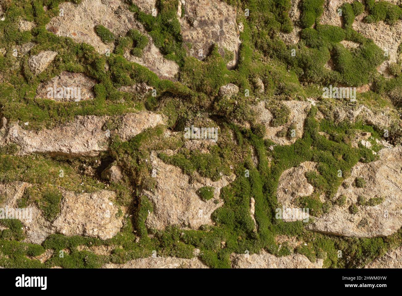 Sfondo di pietra color crema con muschio che cresce dalle crepe nella parete che è un colore verde brillante Foto Stock