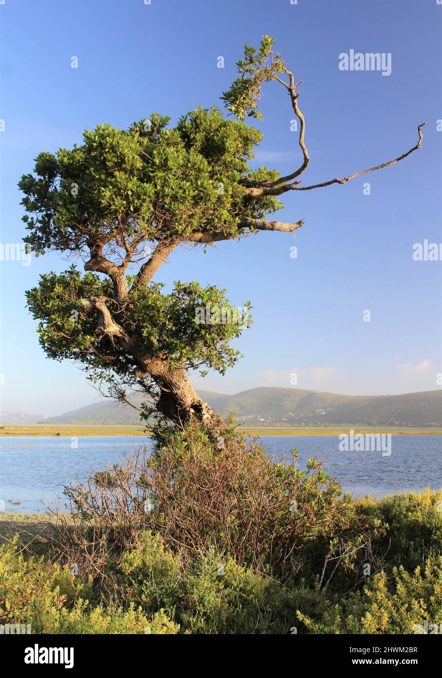 Albero solitario di forma interessante in una laguna Foto Stock