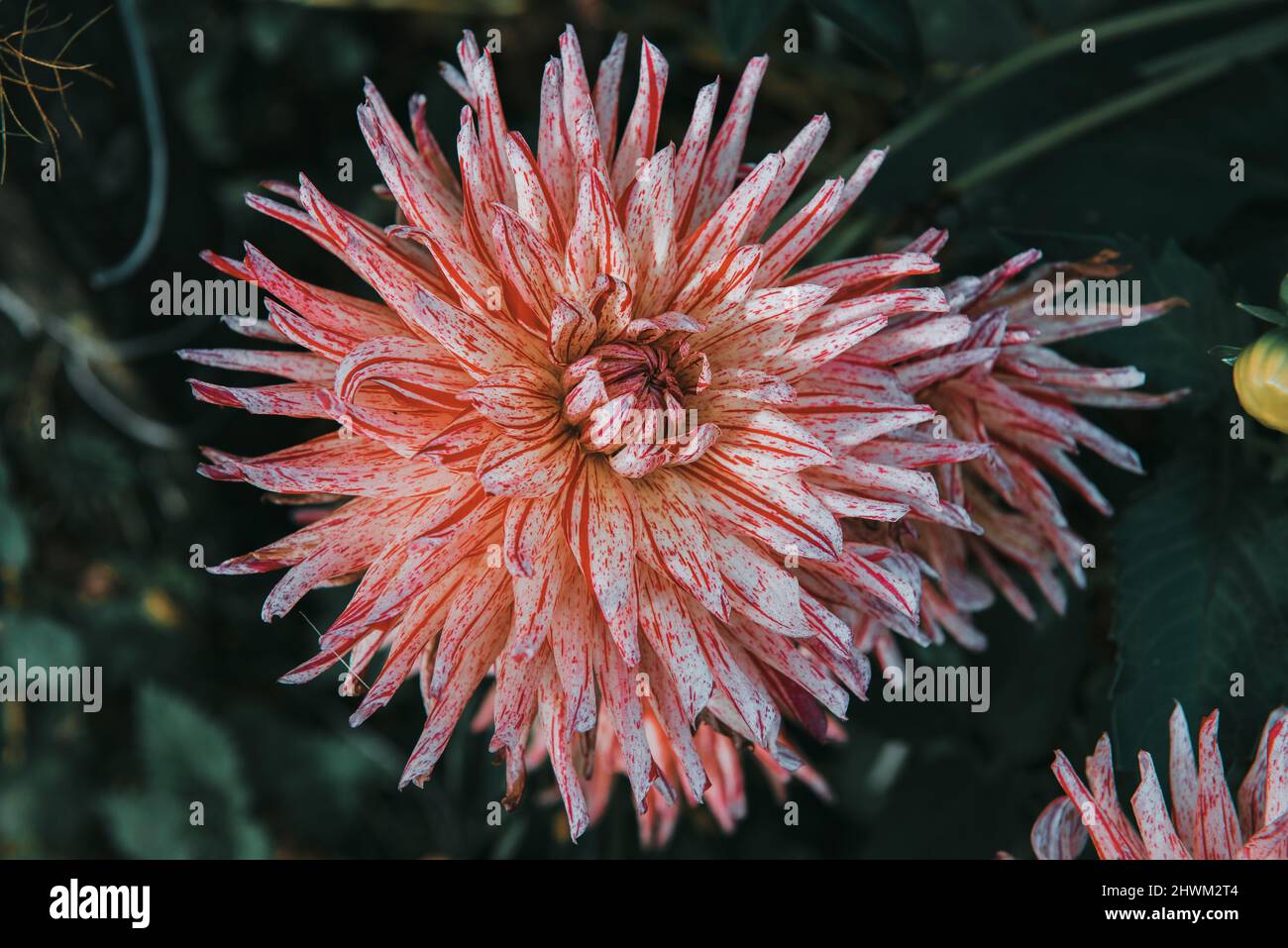 Il bianco e il rosso Fiore Dahlia Foto Stock