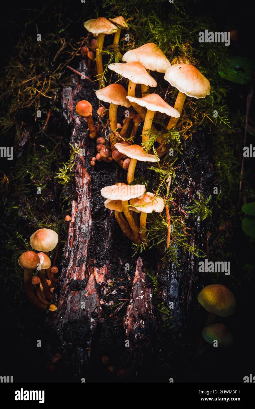 Familly di tuft di zolfo o di hypholoma fasciculare su un ceppo Foto Stock