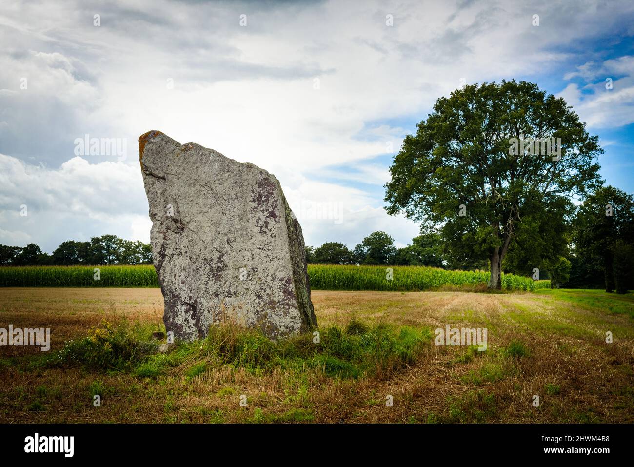 Pietra megalith in piedi nel campo in bretagna Foto Stock