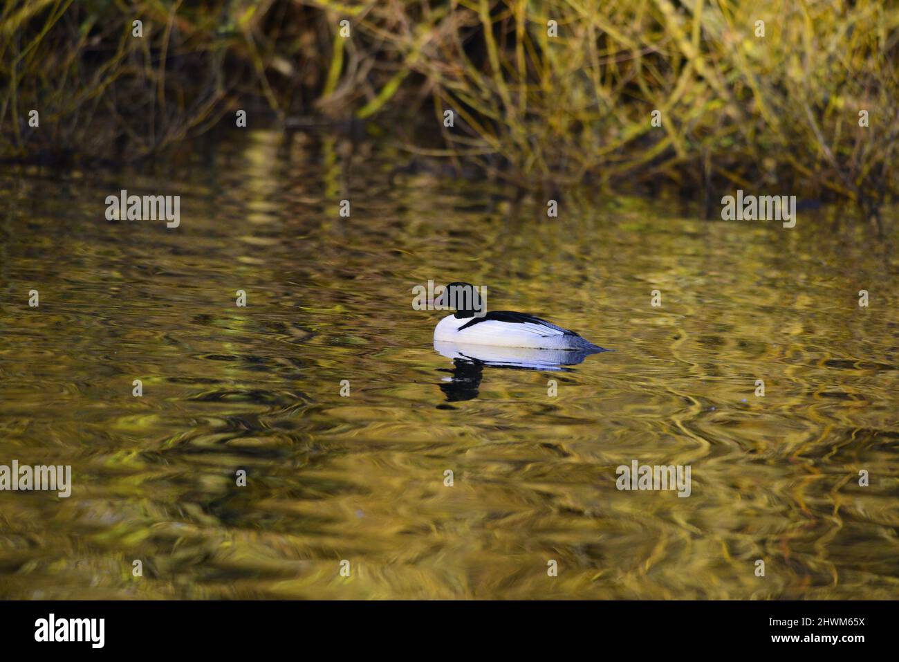 Goosander o Mergus merganser su un lago scozzese Foto Stock