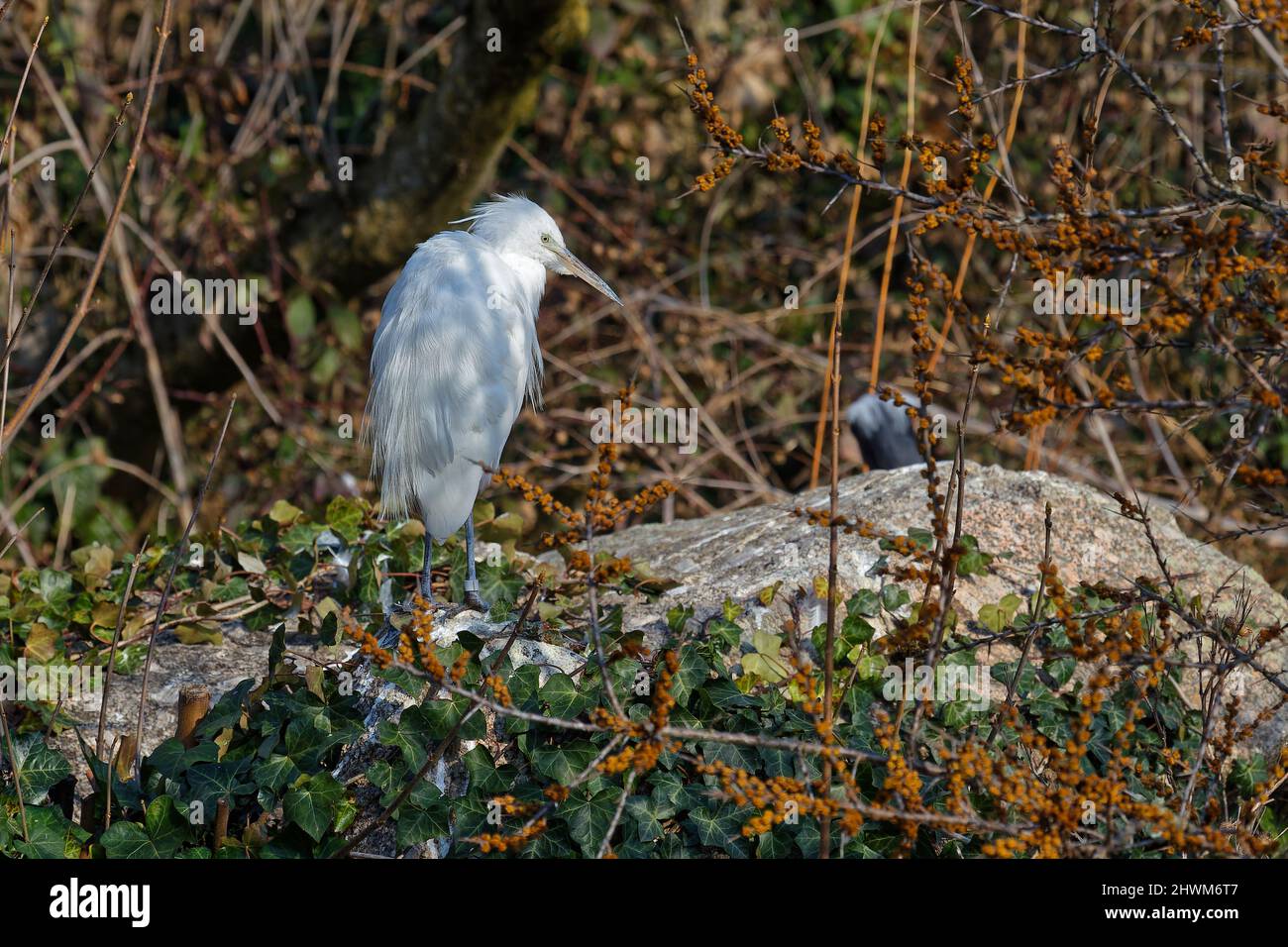 Un Egret nei brambles Foto Stock