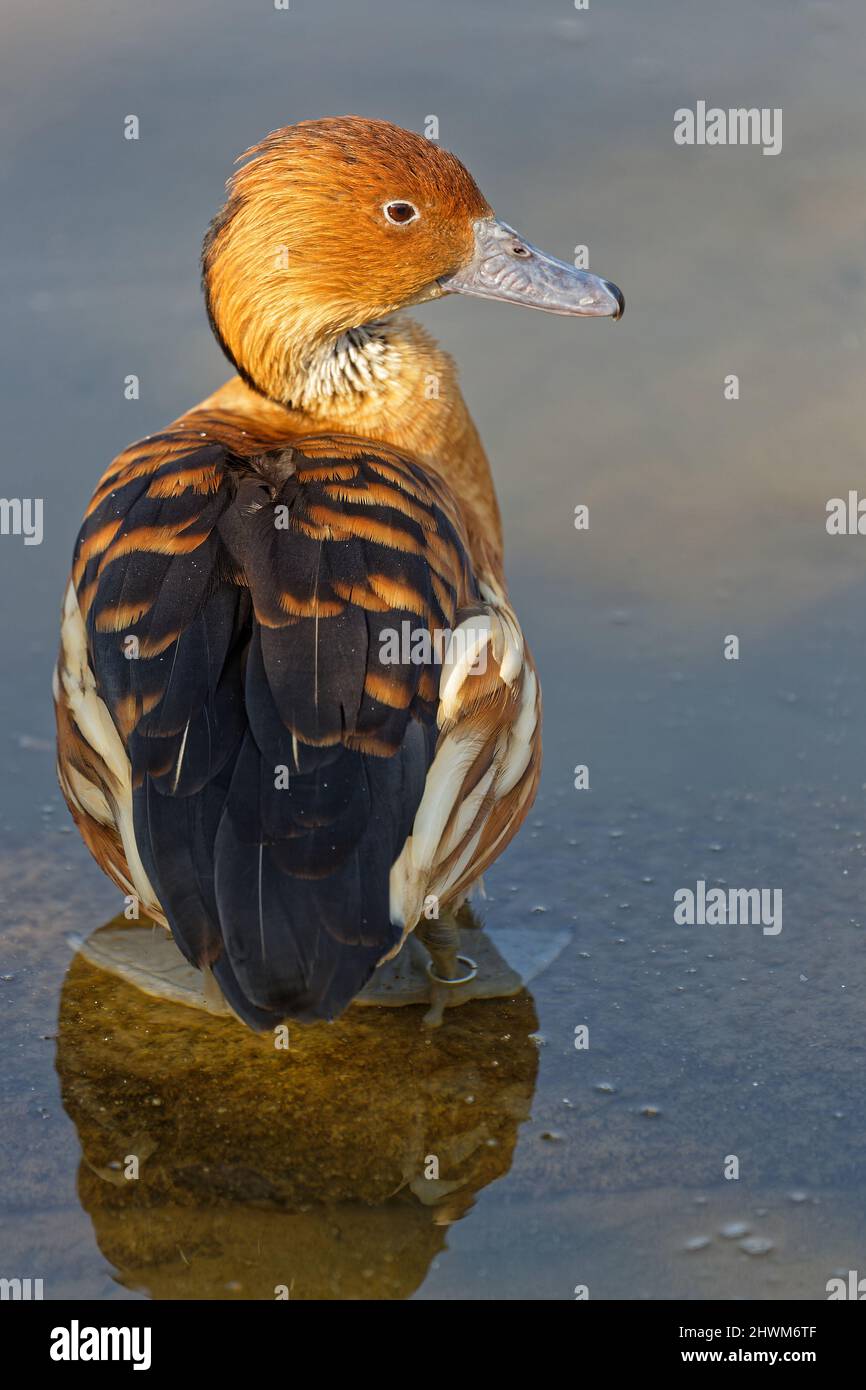 Anatra fischiante fulvosa sulla roccia Foto Stock