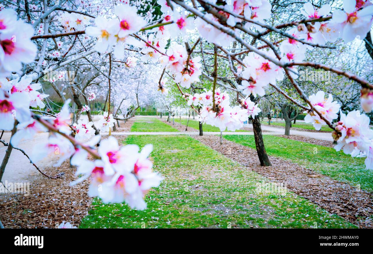 Mandorli in fiore a Madrid. Parco del Retiro. Foto Stock