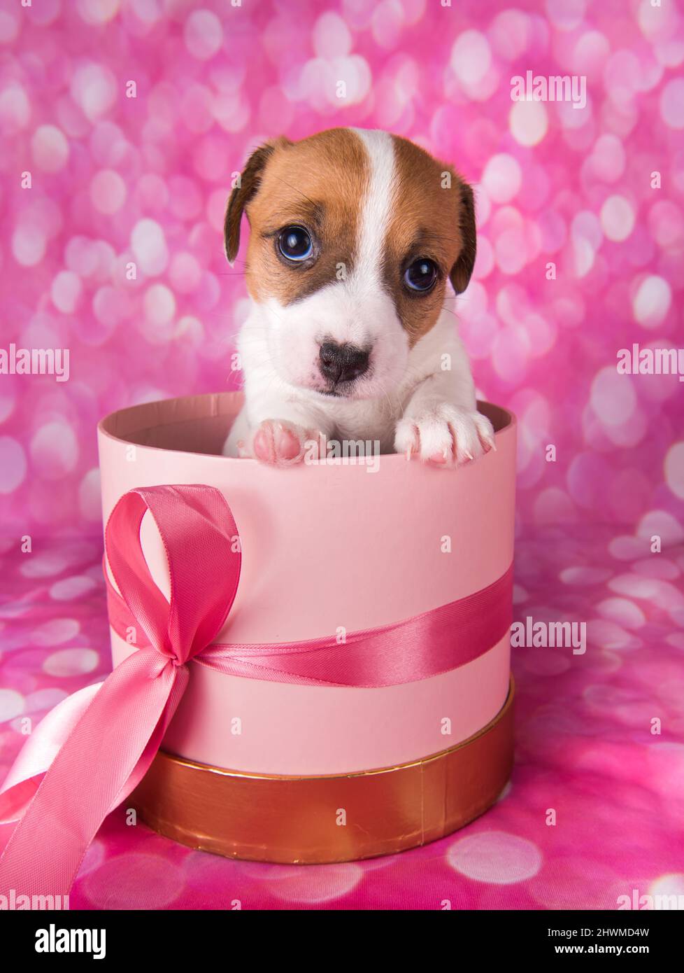 Jack russel terrier cucciolo in una scatola regalo rosa Foto stock - Alamy