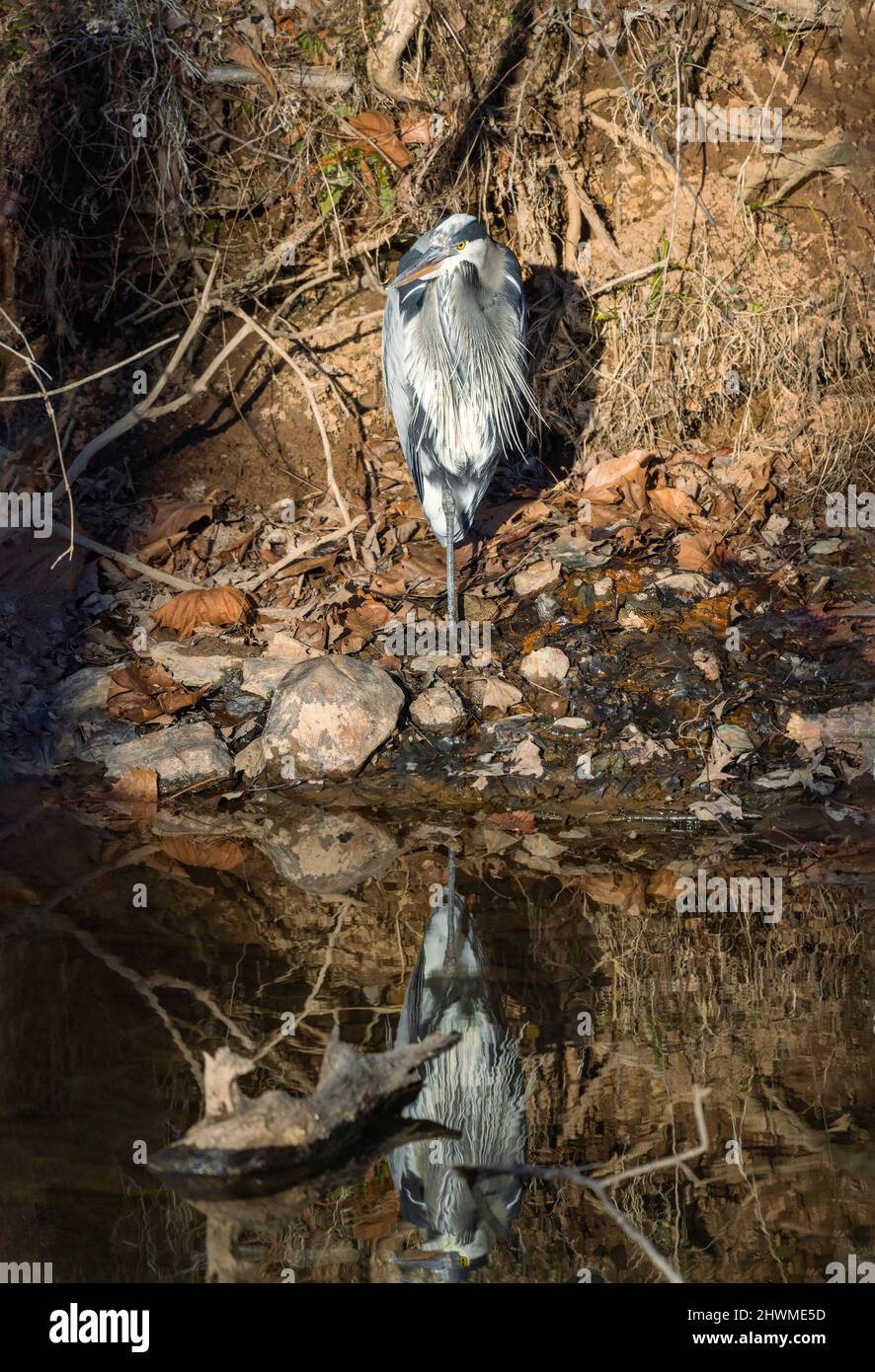 Great Blue Heron (Ardea herodias) e il suo riflesso in Chesapeake e Ohio Canal National Historical Park. Maryland. USA Foto Stock