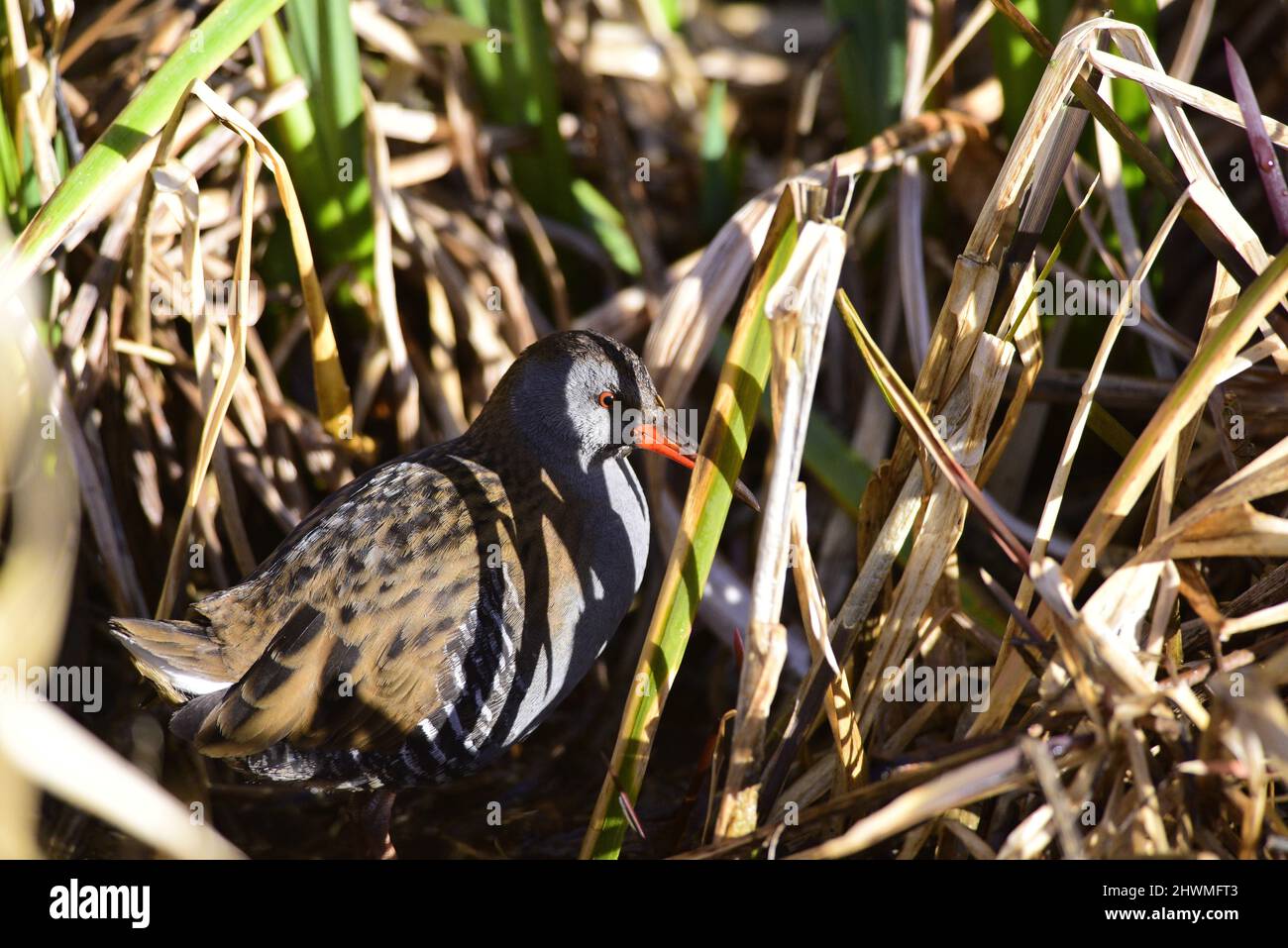 Porciglione Rallus aquaticus Foto Stock