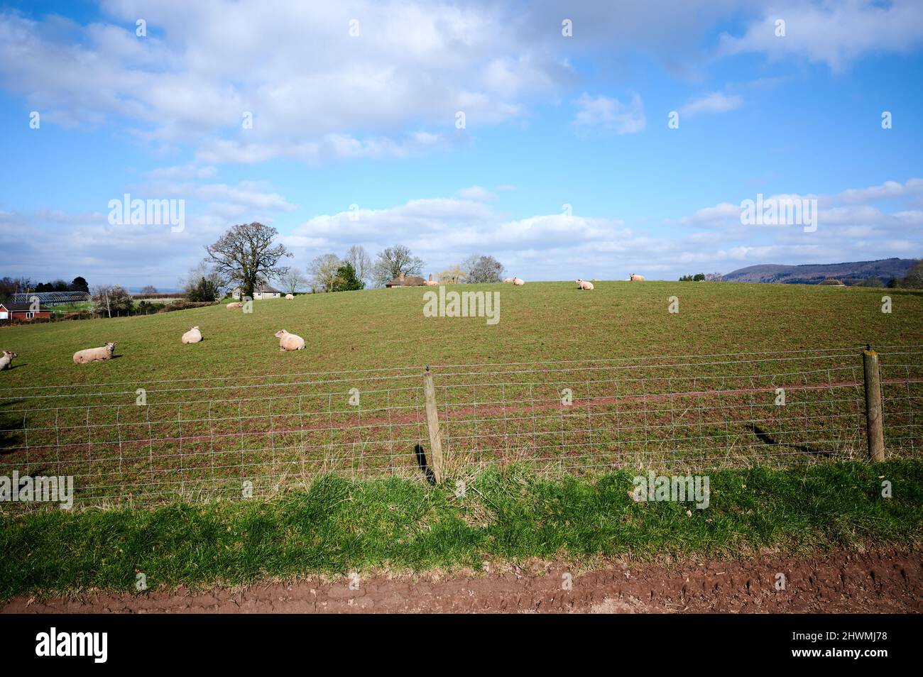 Pecore in un campo in una giornata di sole sotto un cielo blu con le nuvole Foto Stock