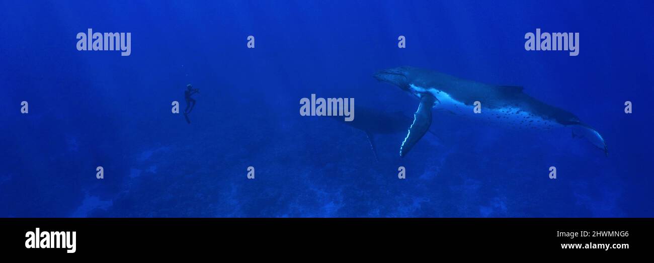 Uomo da solo e due megattere subacquee oceaniche, sud Pacifico Foto Stock